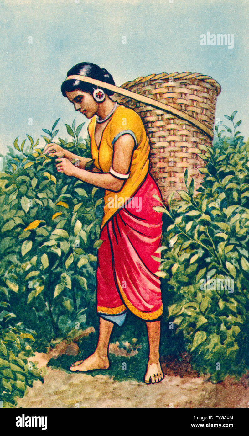 Una donna che porta un grande cesto di vimini sul suo capo, raccogliendo le foglie di tè, India. Da una stampa contemporanea, c.1935. Foto Stock