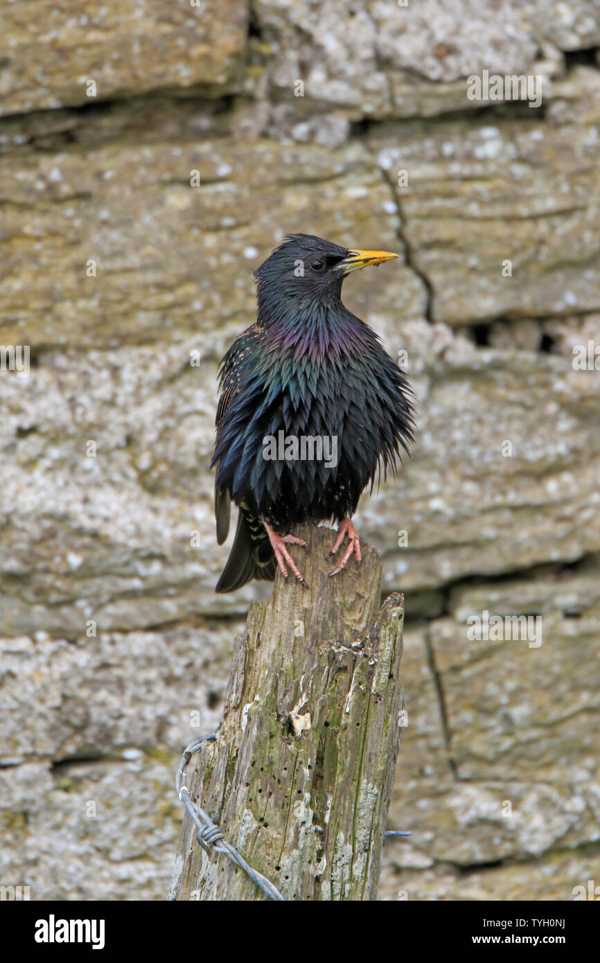 Starling comune arroccato su di un palo da recinzione di fronte a un muro di pietra Foto Stock