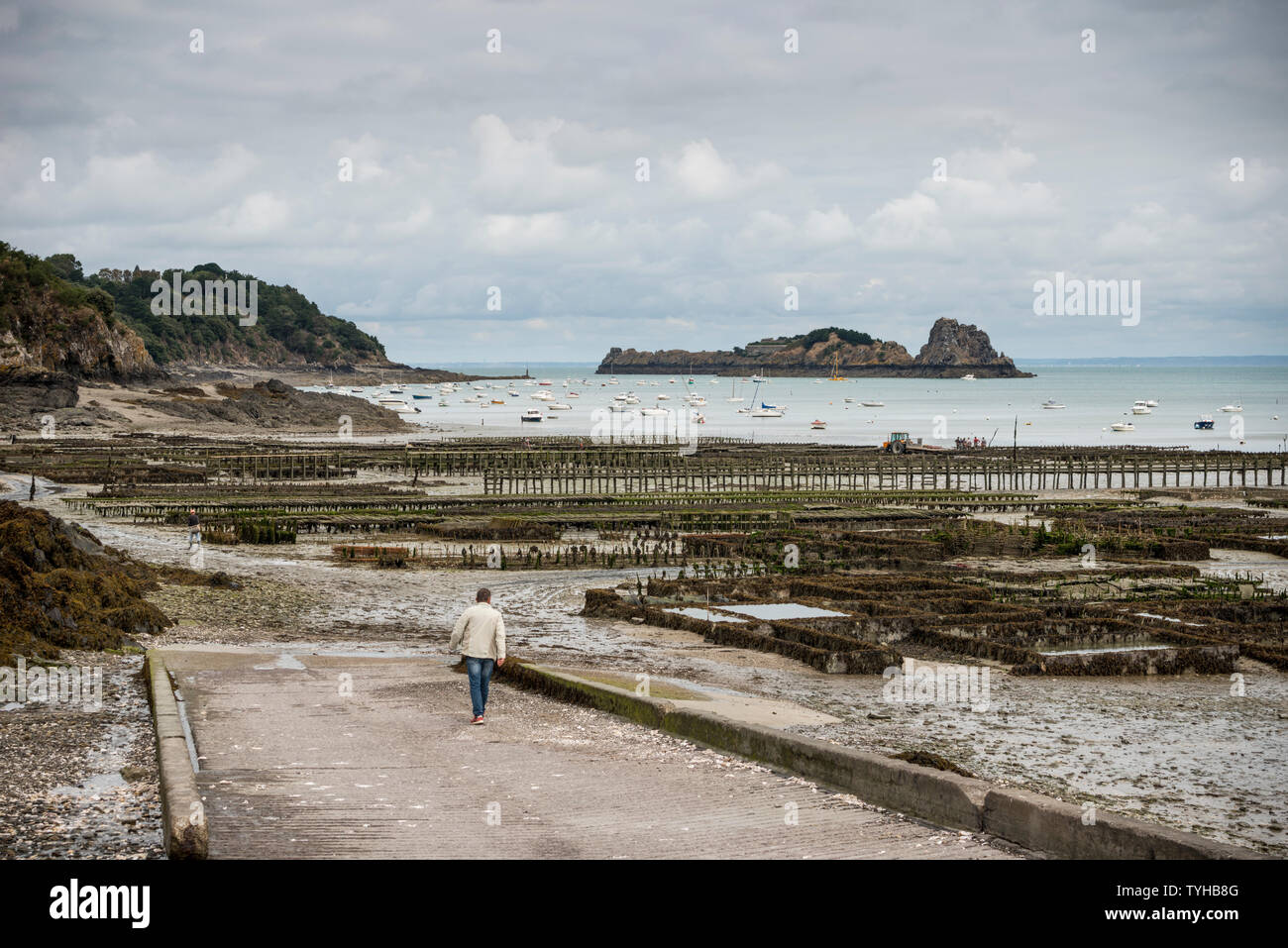 Ostriche rivelato da bassa marea sulla spiaggia di Cancale, Bretagna Francia Foto Stock