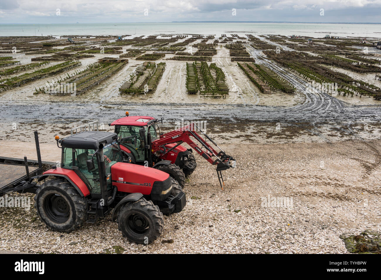 Ostriche rivelato da bassa marea sulla spiaggia di Cancale, Bretagna Francia Foto Stock