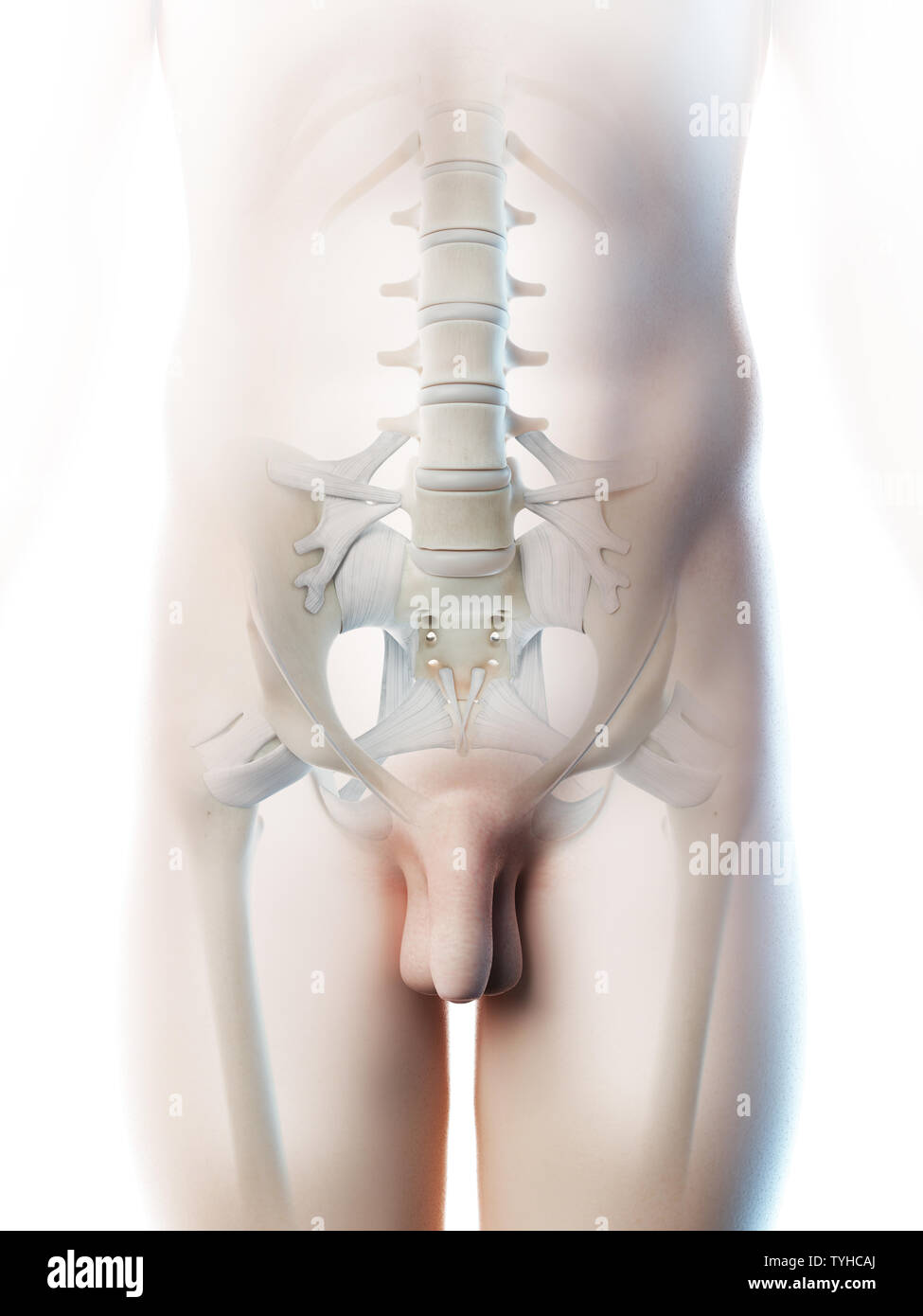 3d reso illustrazione di un mans ossa pelviche Foto Stock