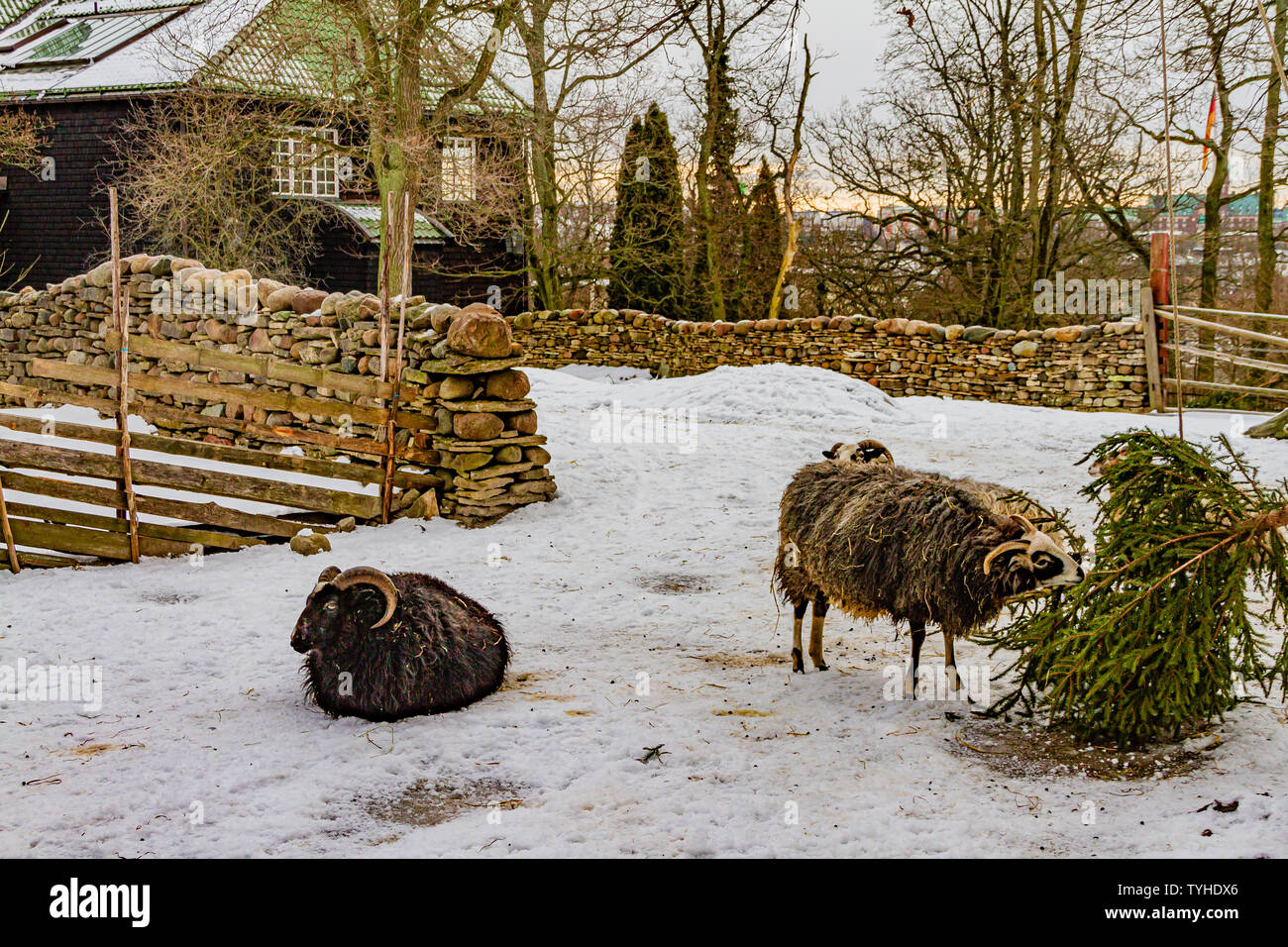 Tradizionale hardy razza di pecore in Skansen open-air museum, Stoccolma, Svezia. Gennaio 2019. Foto Stock