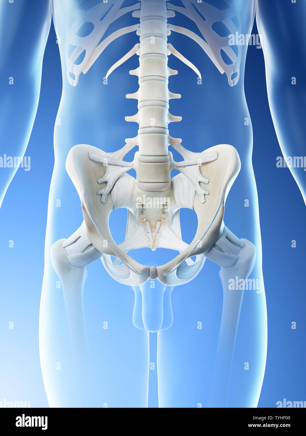 3d reso illustrazione di un mans ossa pelviche Foto Stock