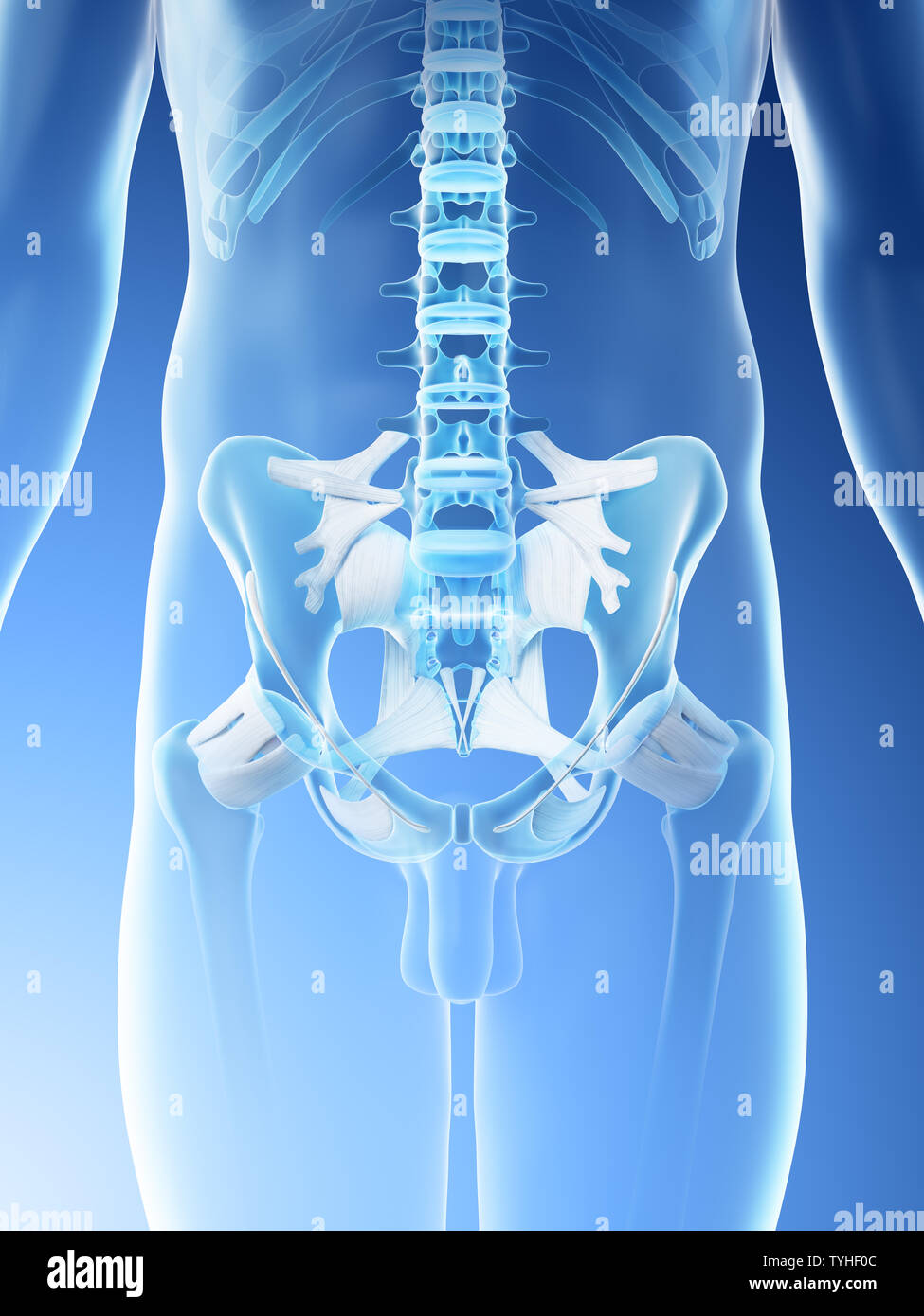 3d reso illustrazione di un mans ossa pelviche Foto Stock