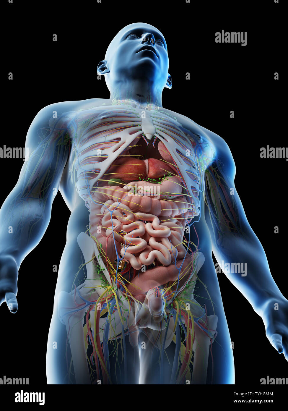 3d reso illustrazione di un mans superiore anatomia del corpo Foto Stock