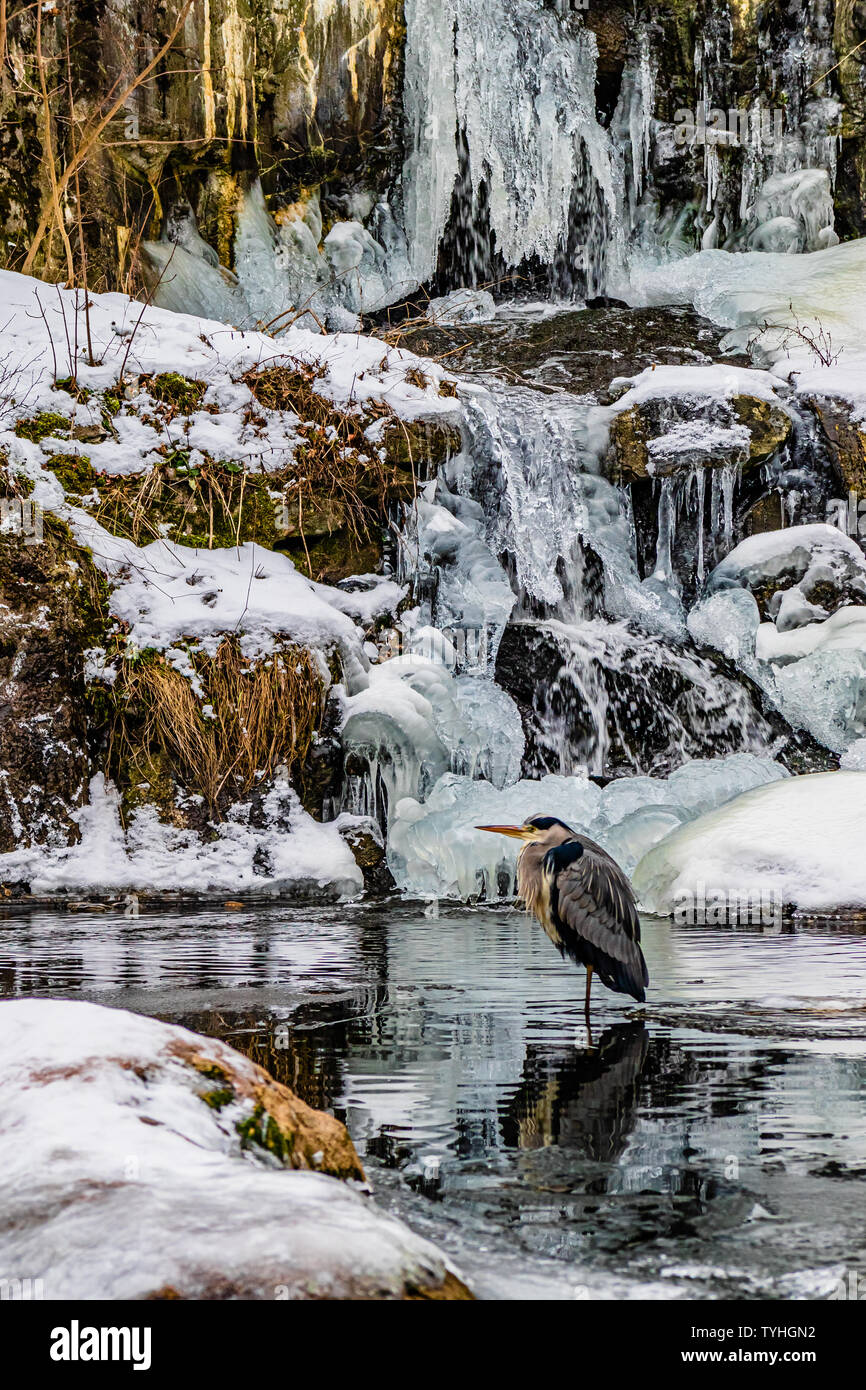 Un Airone cenerino in piedi in acqua ghiacciata accanto a una cascata ghiacciata. Stoccolma, Svezia. Gennaio 2019. Foto Stock