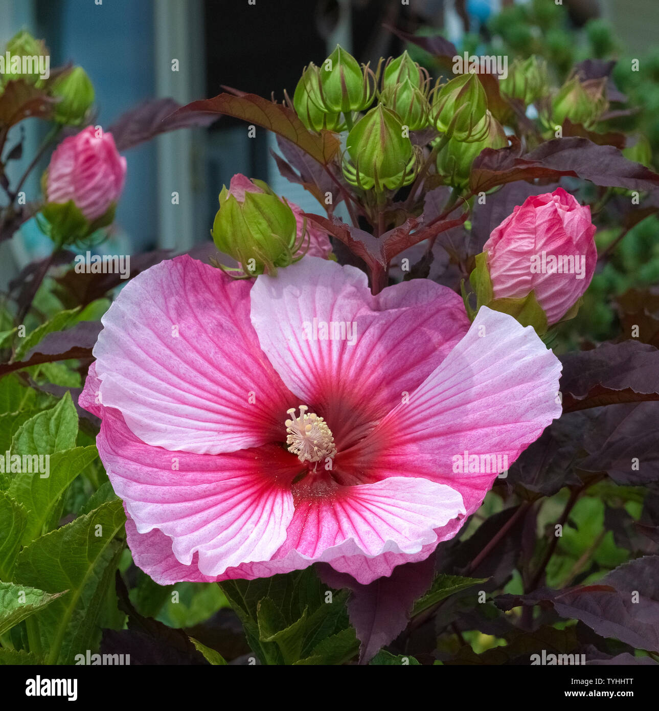 Boccioli di fiori di una variegata rosso, rosa e bianco hibiscus pianta aperta in estate per aggiungere un colore ad un giardino di Connecticut in Nuova Inghilterra, Stati Uniti d'America. Ci sono quasi 700 specie di hibiscus, un popolare piante ornamentali che è nella famiglia di malva e noto per le sue vistose fioriture. Foto Stock