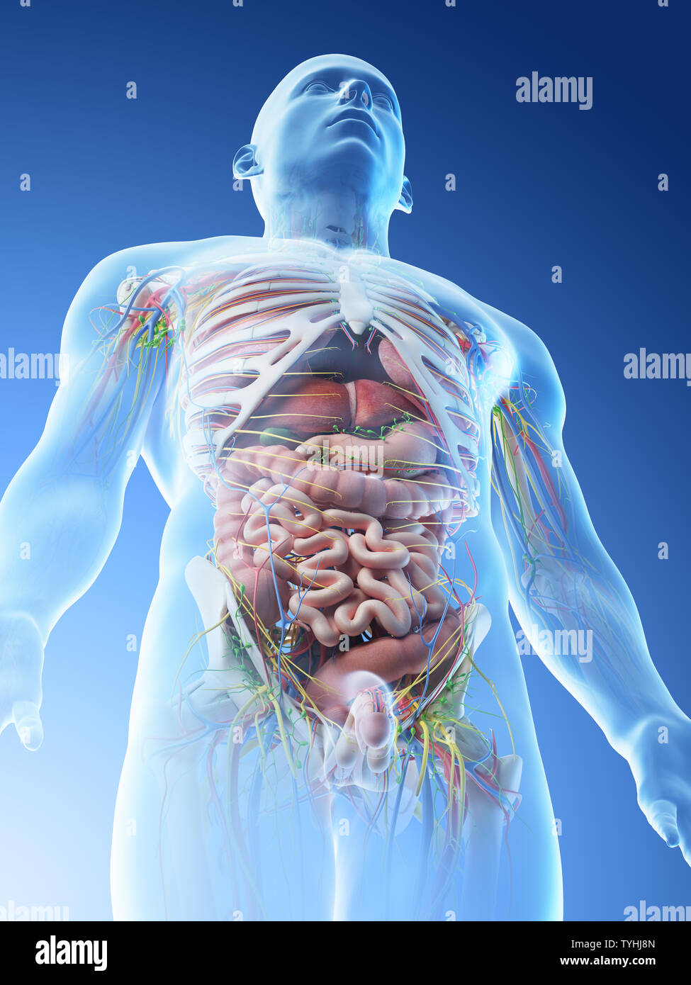 3d reso illustrazione di un mans superiore anatomia del corpo Foto Stock