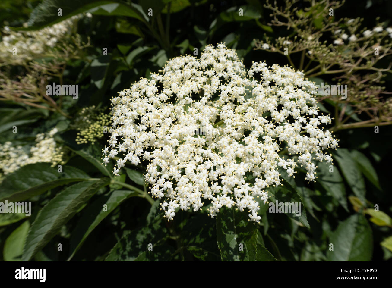 Close up di un fiore bianco testa - bianco verde Foto Stock