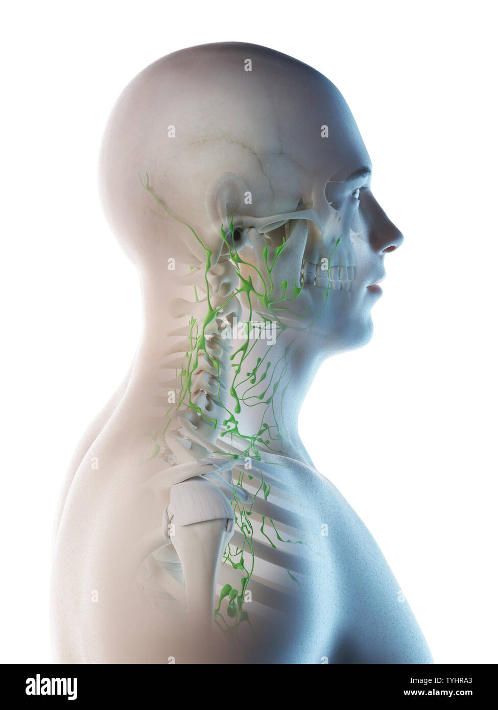 Linfonodi cervicali immagini e fotografie stock ad alta risoluzione Alamy