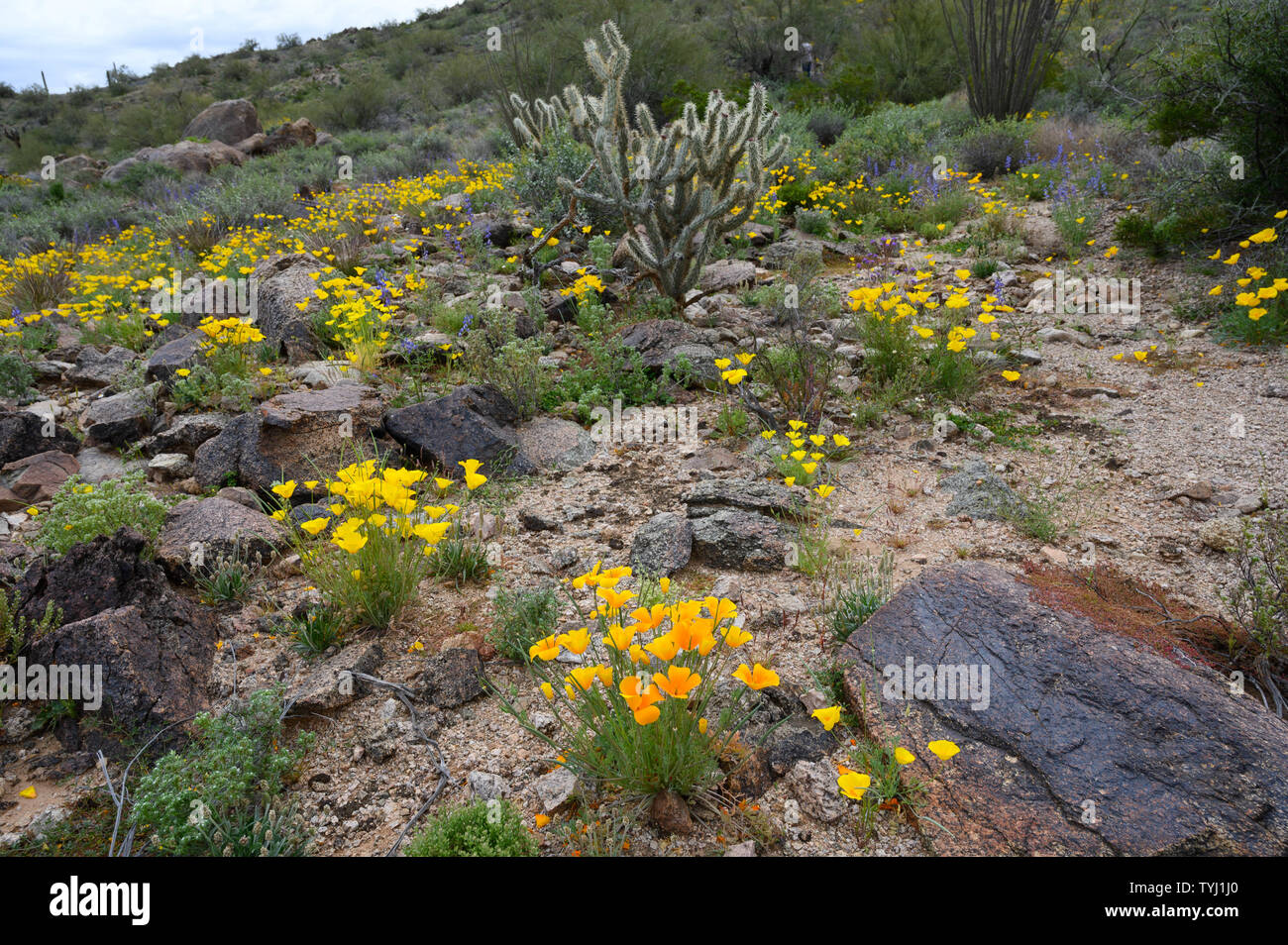 Mexican Gold papaveri, Deserto Sonoran monumento nazionale, Arizona, Stati Uniti. Foto Stock