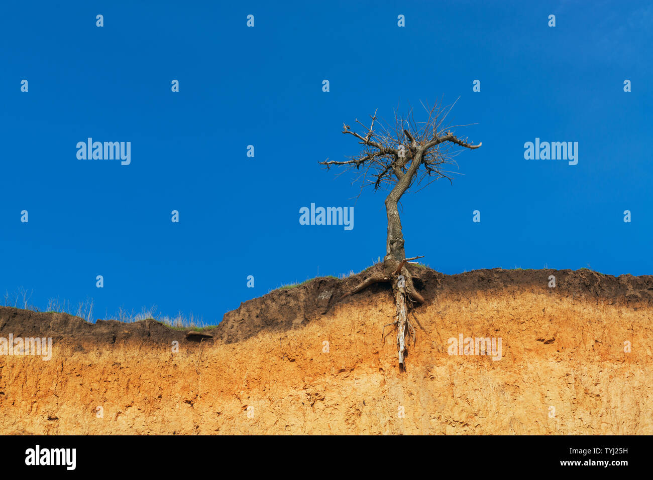 Lonely albero secco su una scogliera, contro vivid blue sky Foto Stock