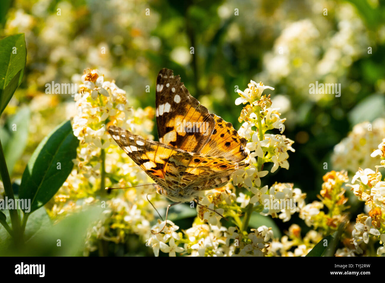 Chiudere fino ad una dettagliata e colorata farfalla posata su un fiore in testa la luce del sole - macro colorati in natura Foto Stock