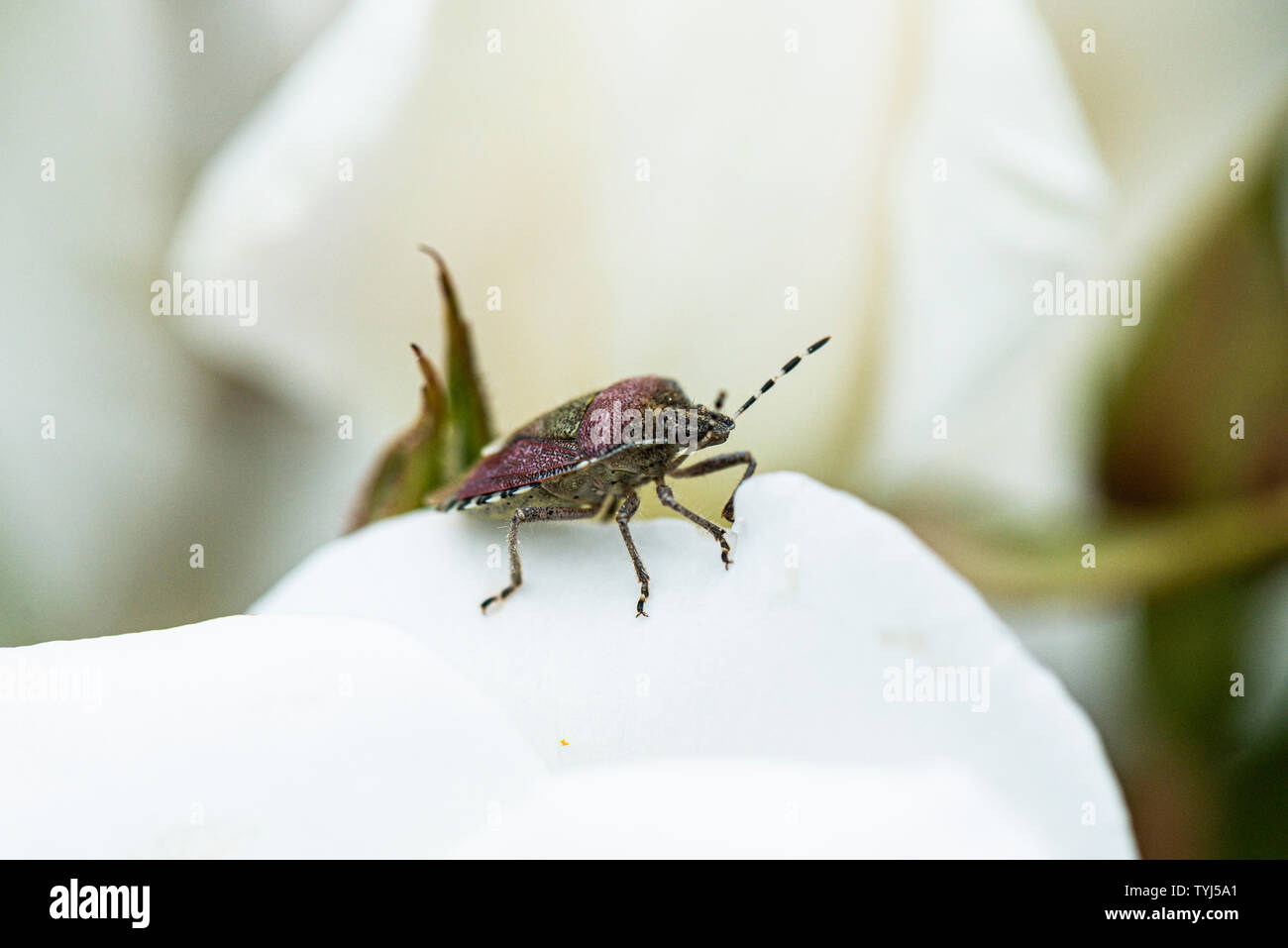 Un peloso bug di protezione (Dolycoris baccarum) su una rosa bianca Foto Stock