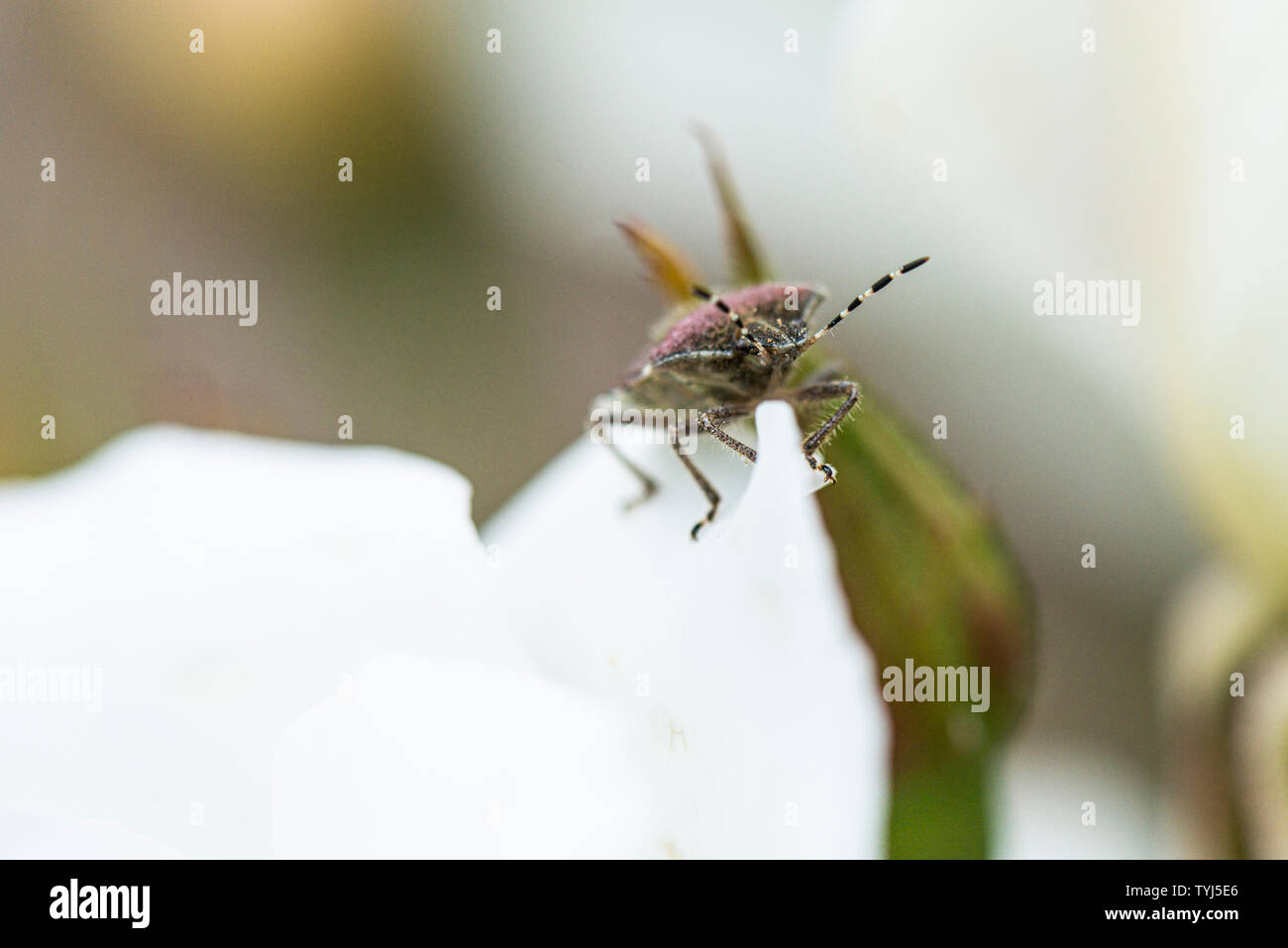 Un peloso bug di protezione (Dolycoris baccarum) su una rosa bianca Foto Stock