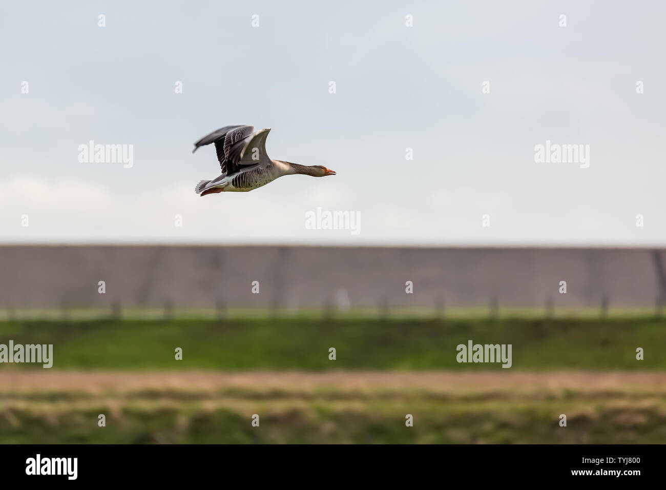 Un flying Grey Goose nella zona tra la terra e la diga. Sembra che l'uccello vuole saltare sopra la diga di corona. Foto Stock