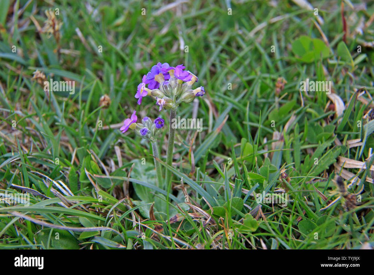 Scottish Primrose in fiore sulle isole di Orkney in Scozia Foto Stock