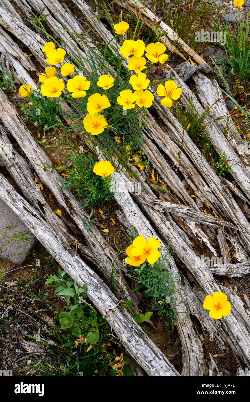 Mexican Gold papaveri, Deserto Sonoran monumento nazionale, Arizona, Stati Uniti. Foto Stock