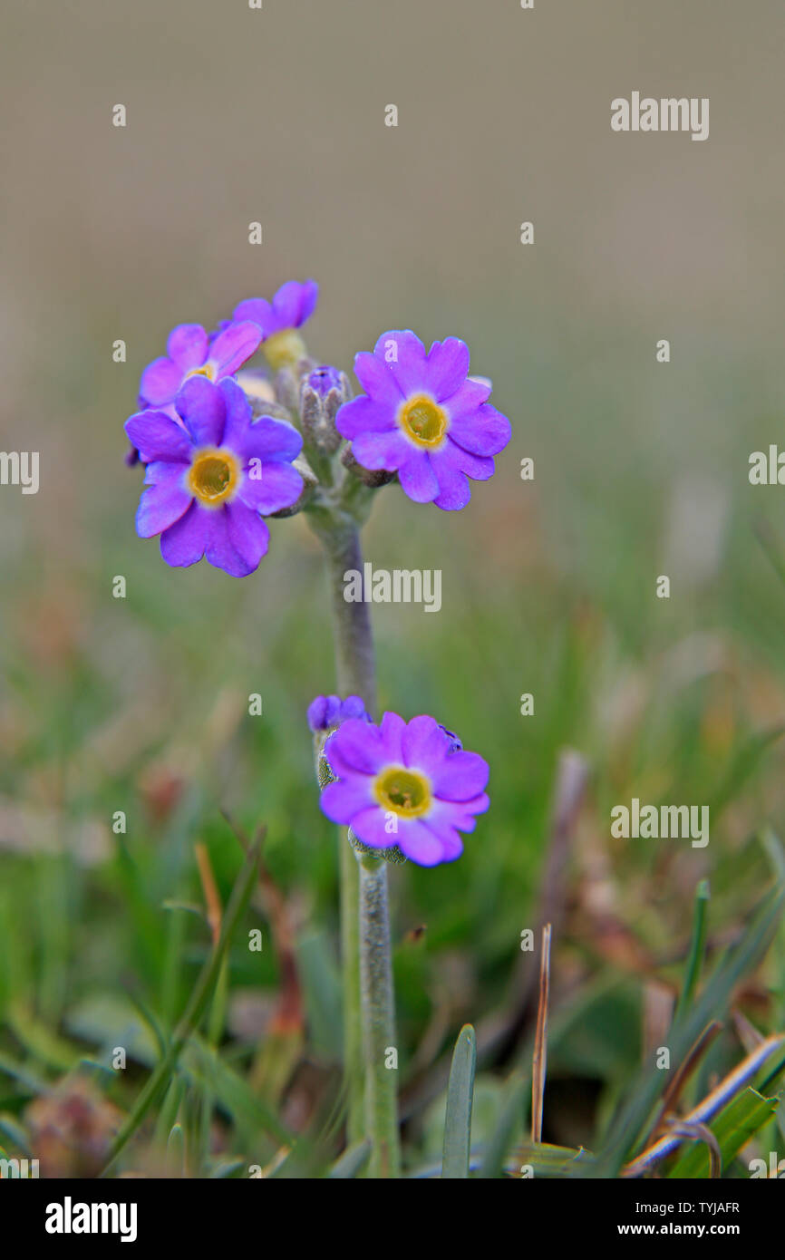 Scottish Primrose in fiore sulle isole di Orkney in Scozia Foto Stock