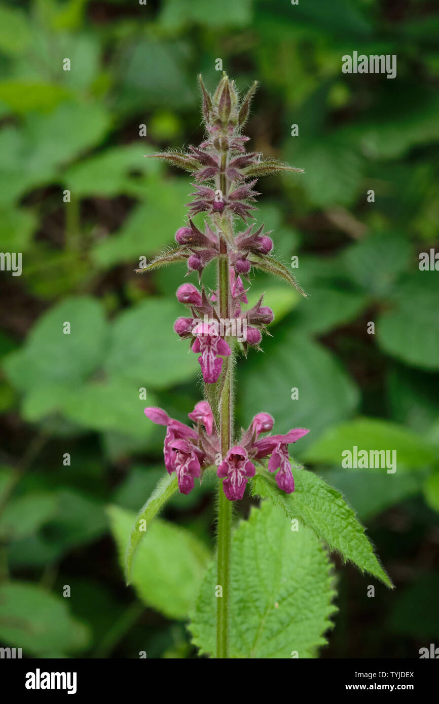 Stachys Sylvatica - Hedge Woundwort Foto Stock