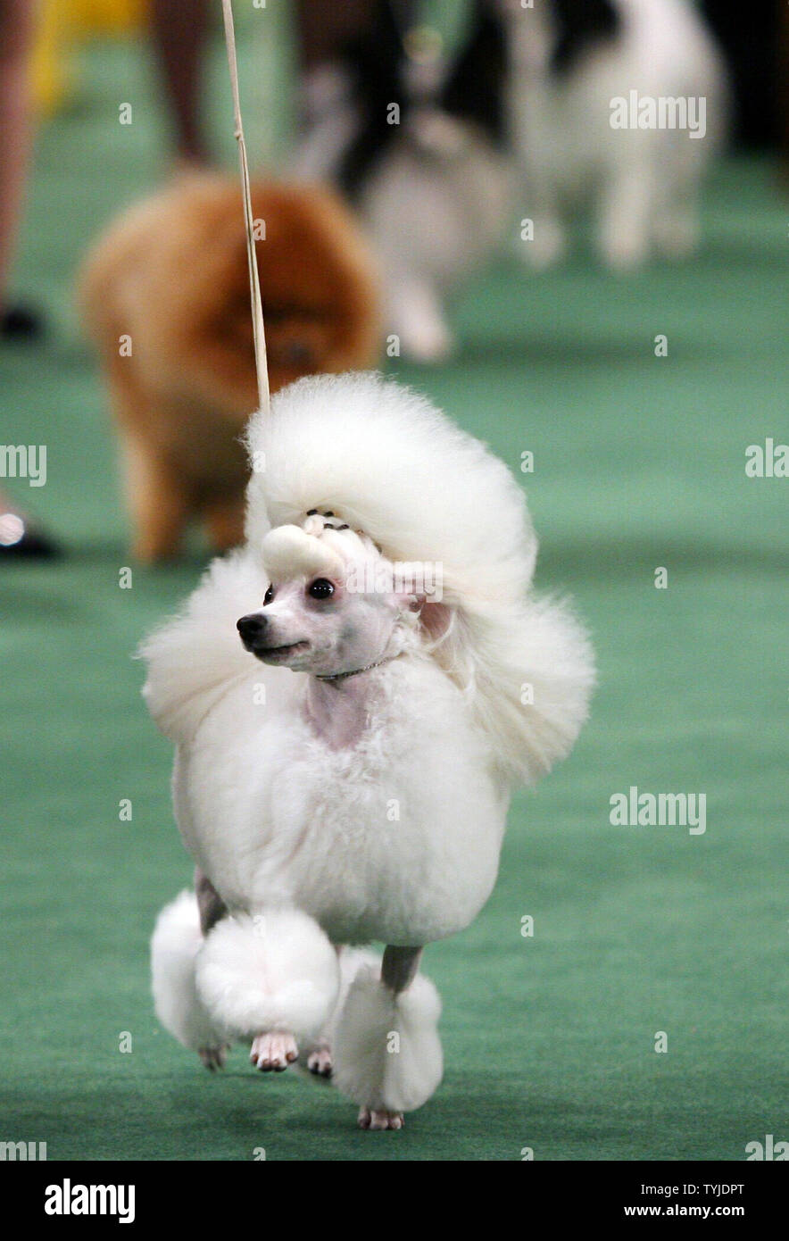 Barboncino Toy Vikki esegue il pavimento durante il Toy Group la  concorrenza al Westminster Dog Show al Madison Square Garden di New York  City il 12 febbraio 2008. (UPI foto/John Angelillo Foto