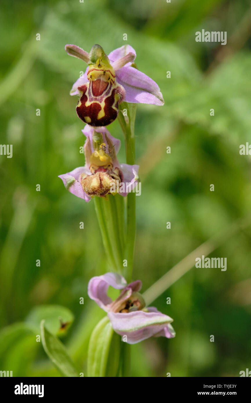 Bee Orchid (Ophrys Apifera) cresce in una in disuso sito Quary Foto Stock