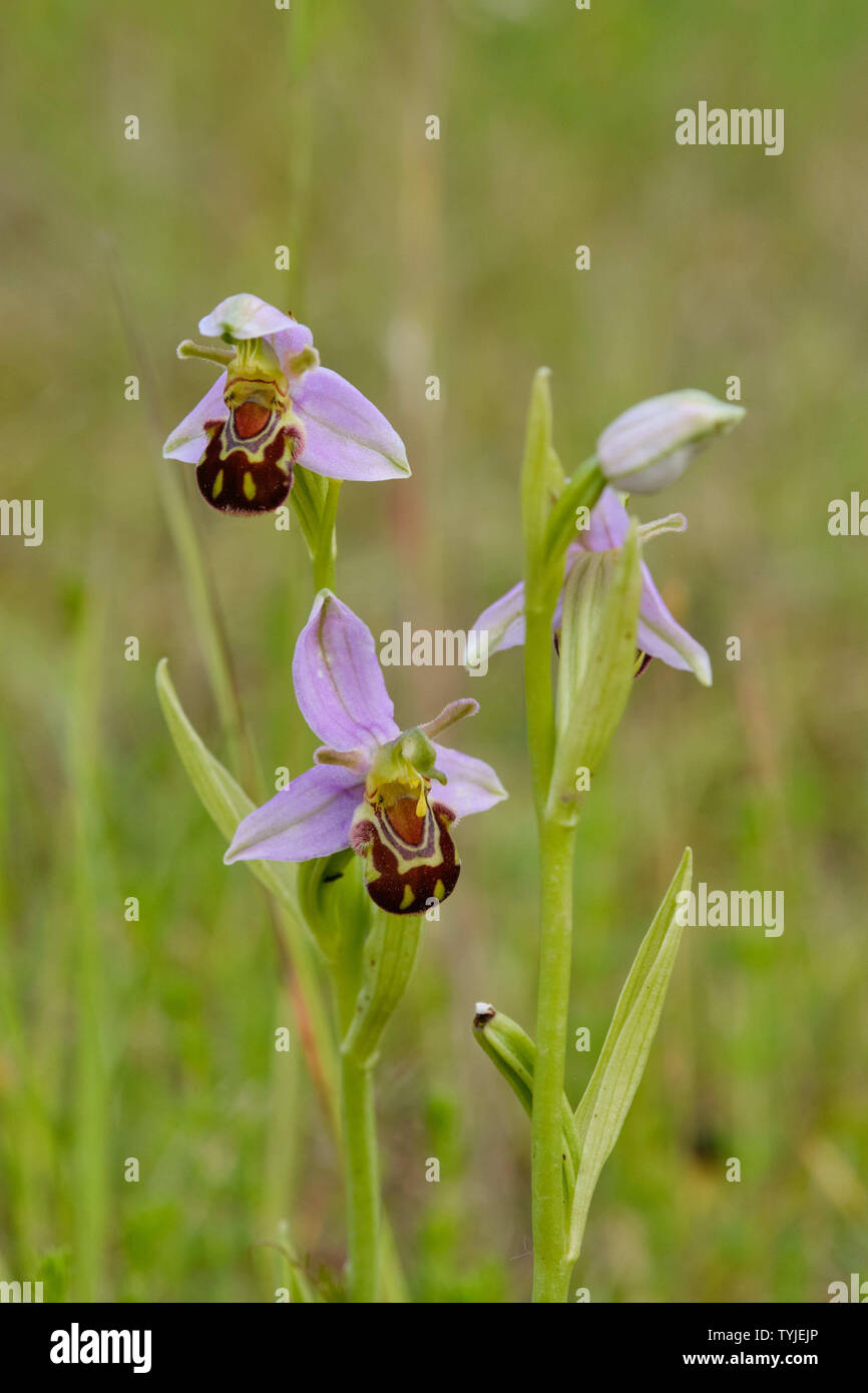 Bee Orchid (Ophrys Apifera) cresce in una in disuso sito Quary Foto Stock