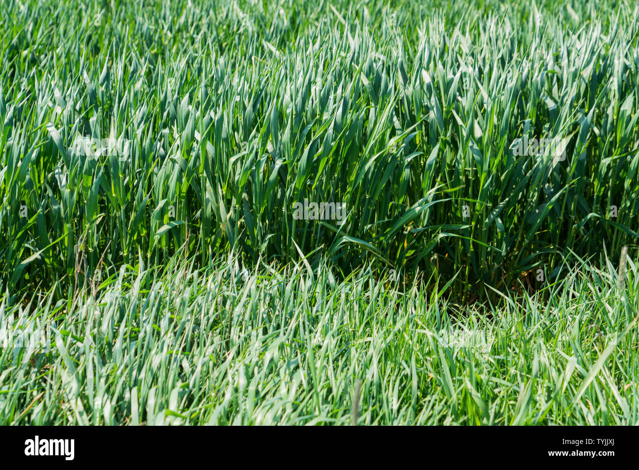 Verde erba, Weser Uplands, Weserbergland, Hesse, Germania Foto Stock