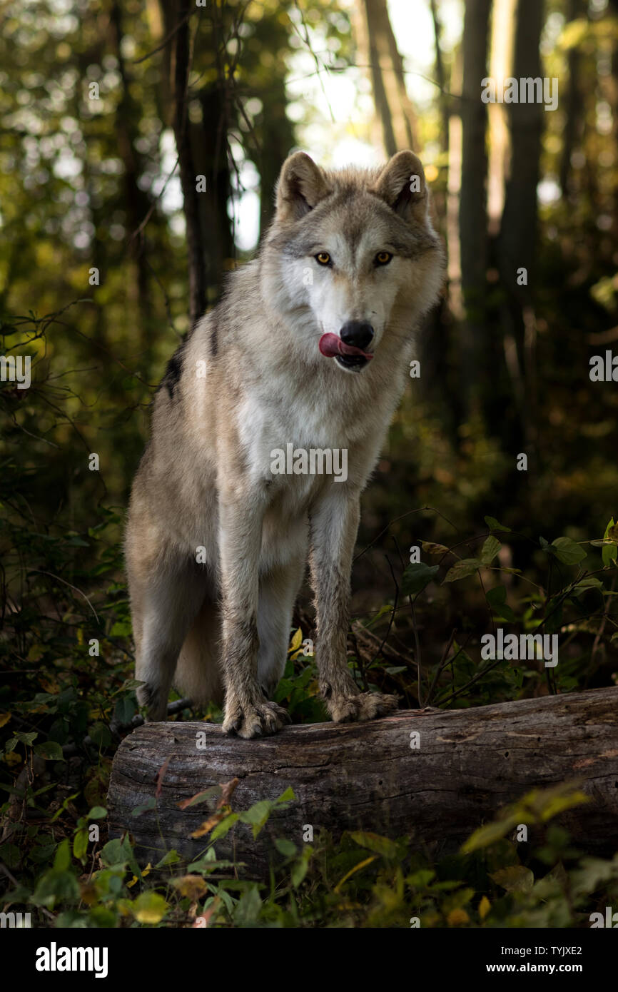 Lupo selvatico che lecca la sua bocca nella foresta Foto Stock
