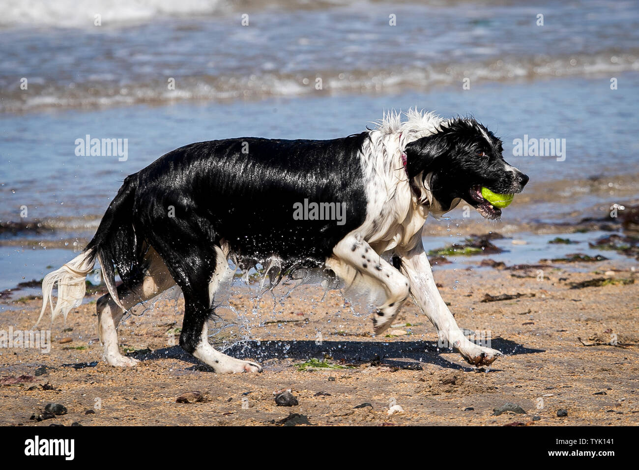 Chupa il Border Collie e Spaniel razza trasversale viene eseguito con un tennis dopo la fuoriuscita di acqua a Helens Bay beach in Irlanda del Nord. Foto Stock