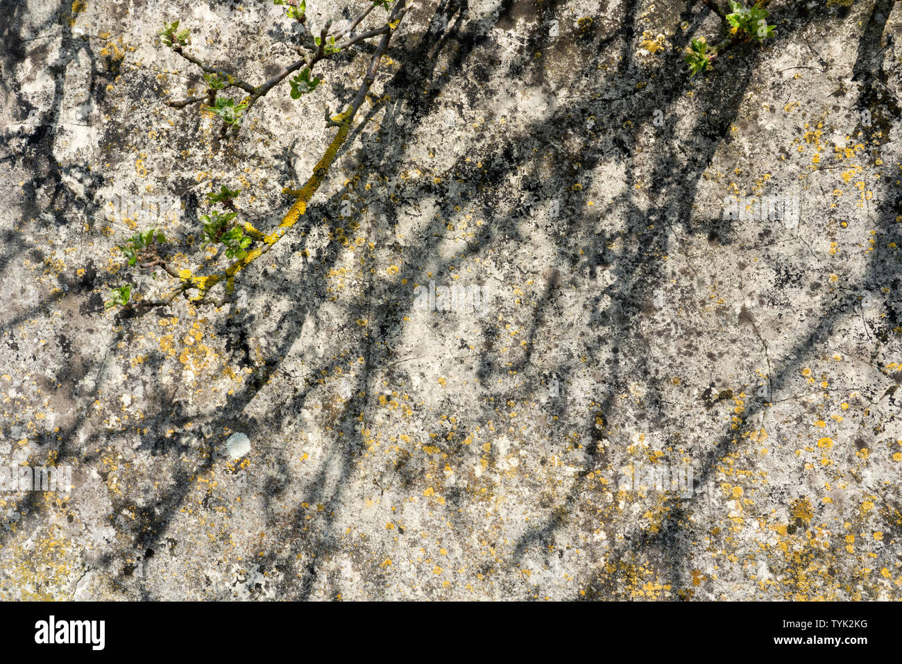 I licheni presso un vecchio muro Foto Stock