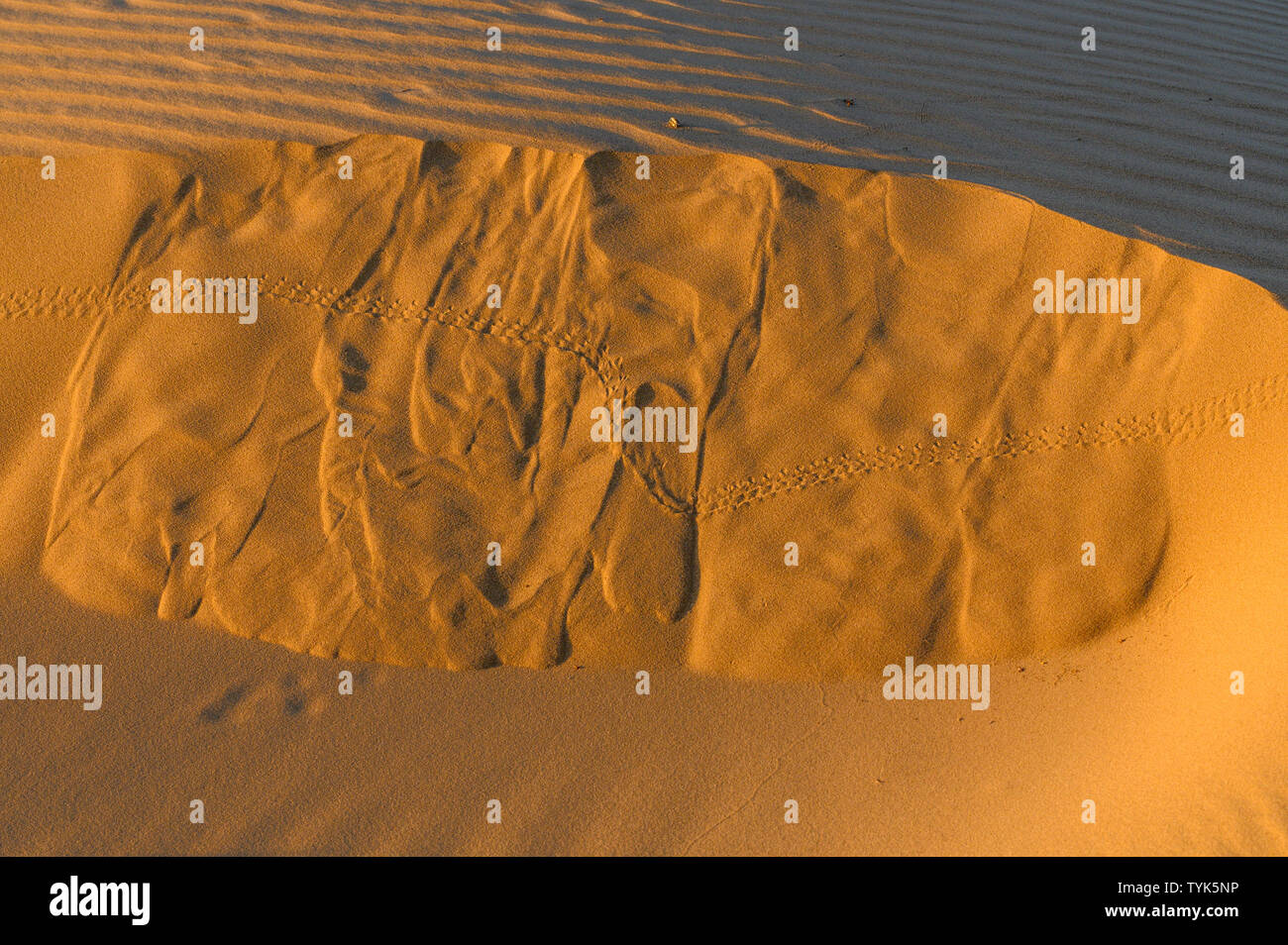 Le dune di sabbia, Nord Algadones Dune deserto, Imperiale co., California, Stati Uniti d'America. Foto Stock