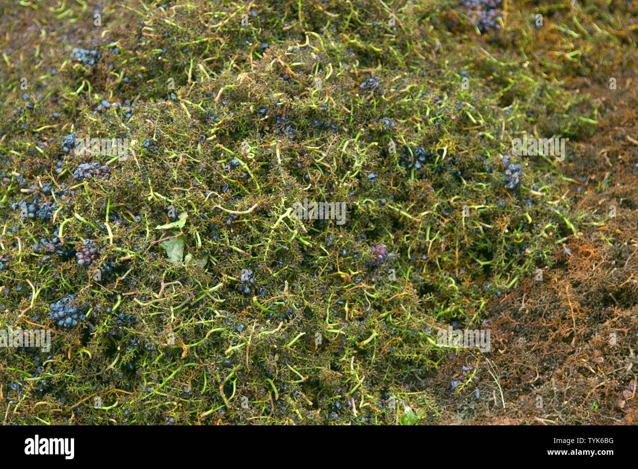 Il processo di raccolta delle uve da vino. Grappolo di uva cancellata di bacche, parte delle uve respinto durante il raccolto, riduzione delle rese. Francia, di Foto Stock