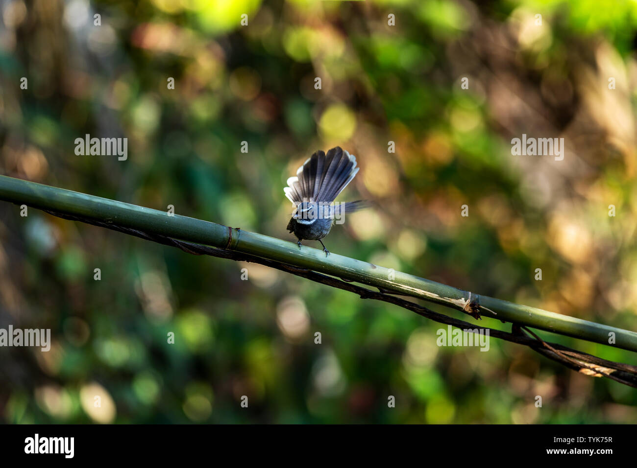 Una ventola di difterite-tailed flycatcher rovistando nel bosco. Foto Stock
