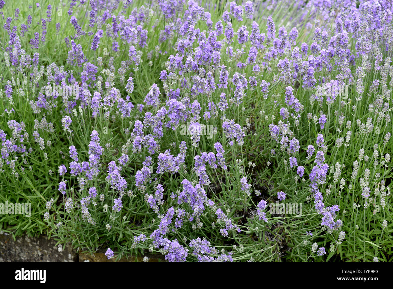 Lavendel, Lavendula, angustifolia Foto Stock