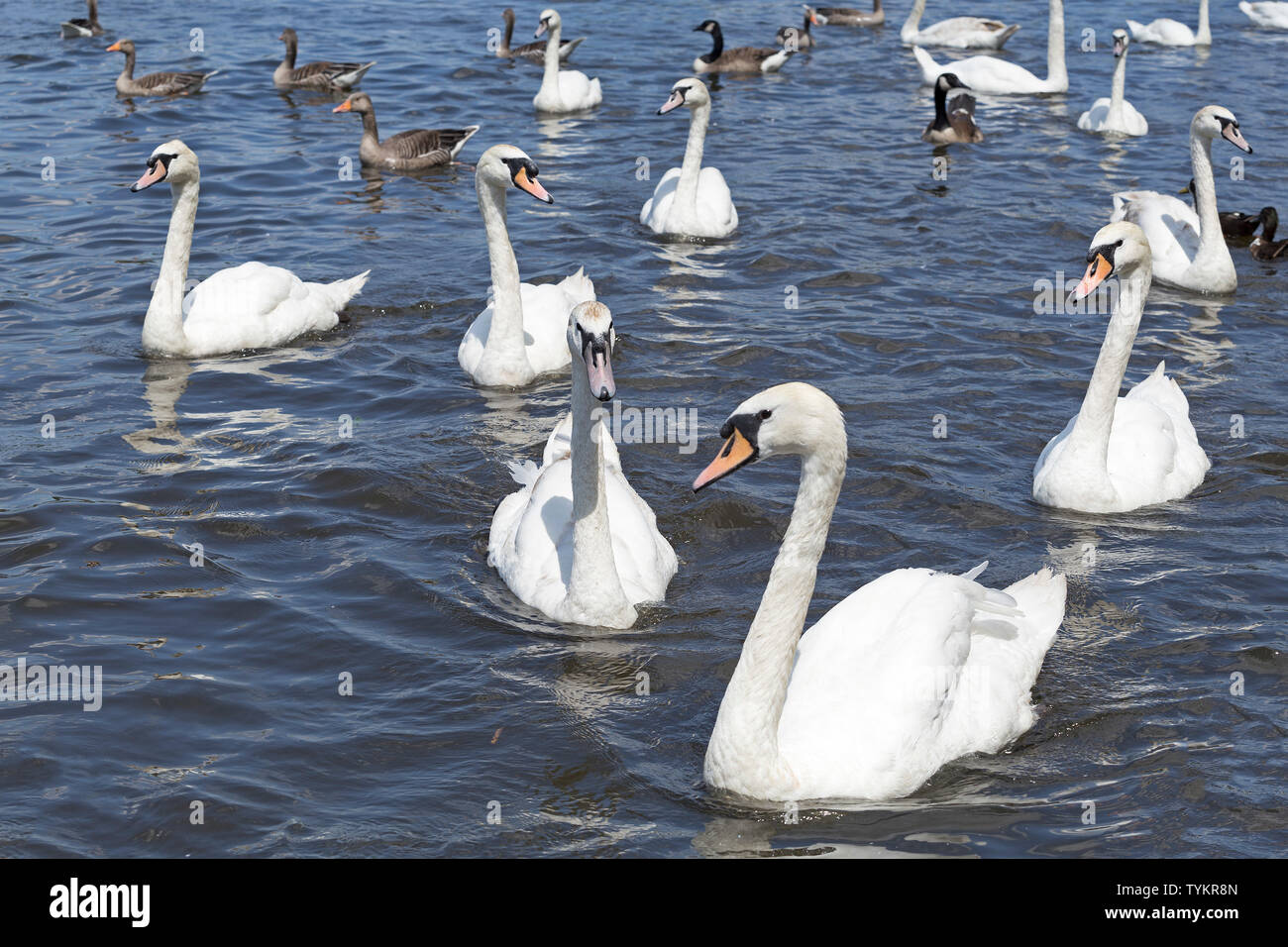 Cigni (Cygnus olor) e oche, interno Alster Amburgo, Germania Foto Stock