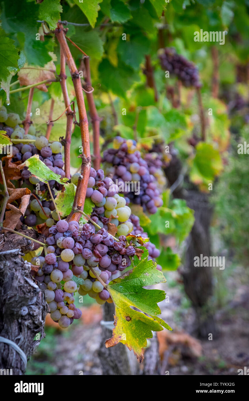 Le uve bianche di Sauternes Foto Stock