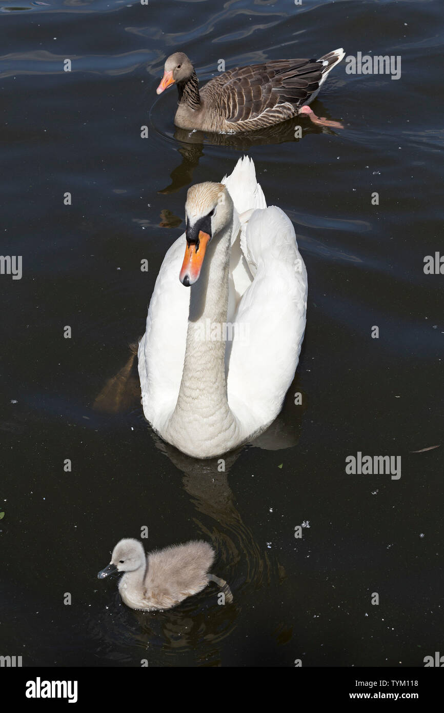 Cigno (Cygnus olor) con pulcino, Grey Goose (Anser anser), Interno Alster Amburgo, Germania Foto Stock