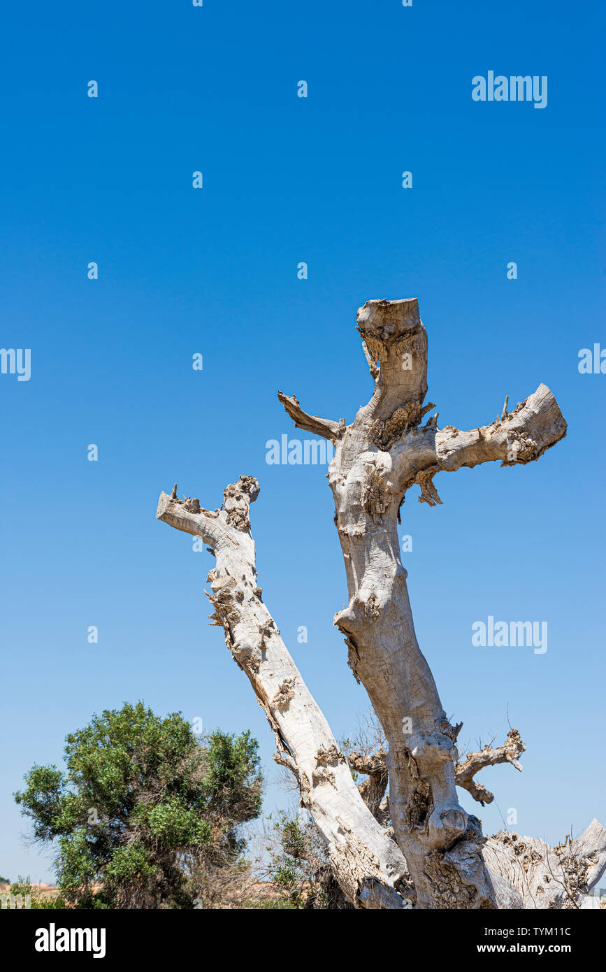Vecchio albero bianco sbiancato contro un cielo blu in Spagna. Rami con loop. Pollarded. Pianura maledetta nelle giornate di sole Foto Stock