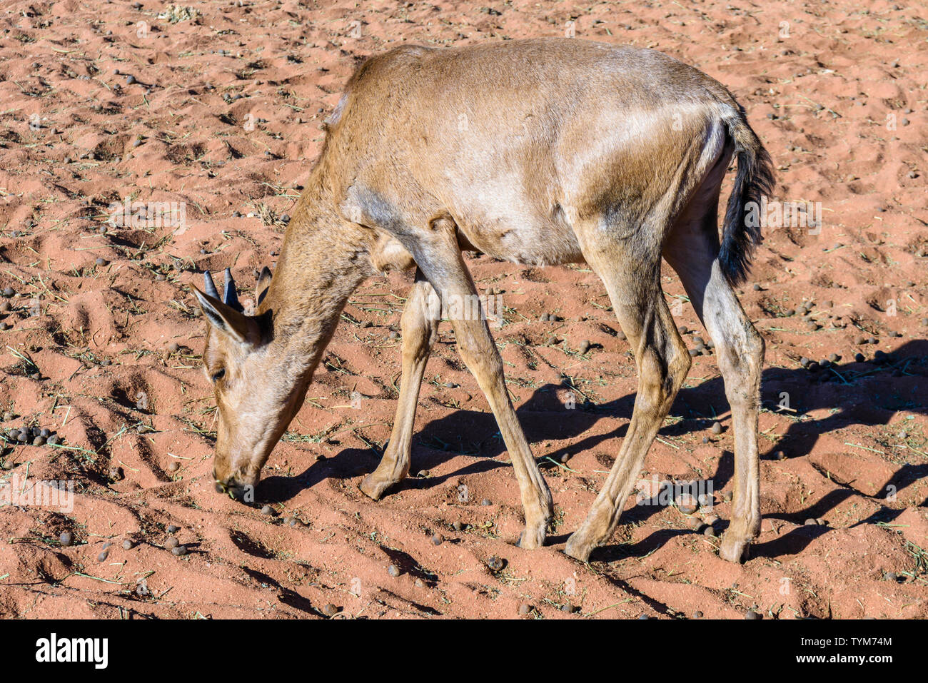 Giovani hartebeest foraggio per il cibo sul bordo del deserto del Namib, Namibia Foto Stock