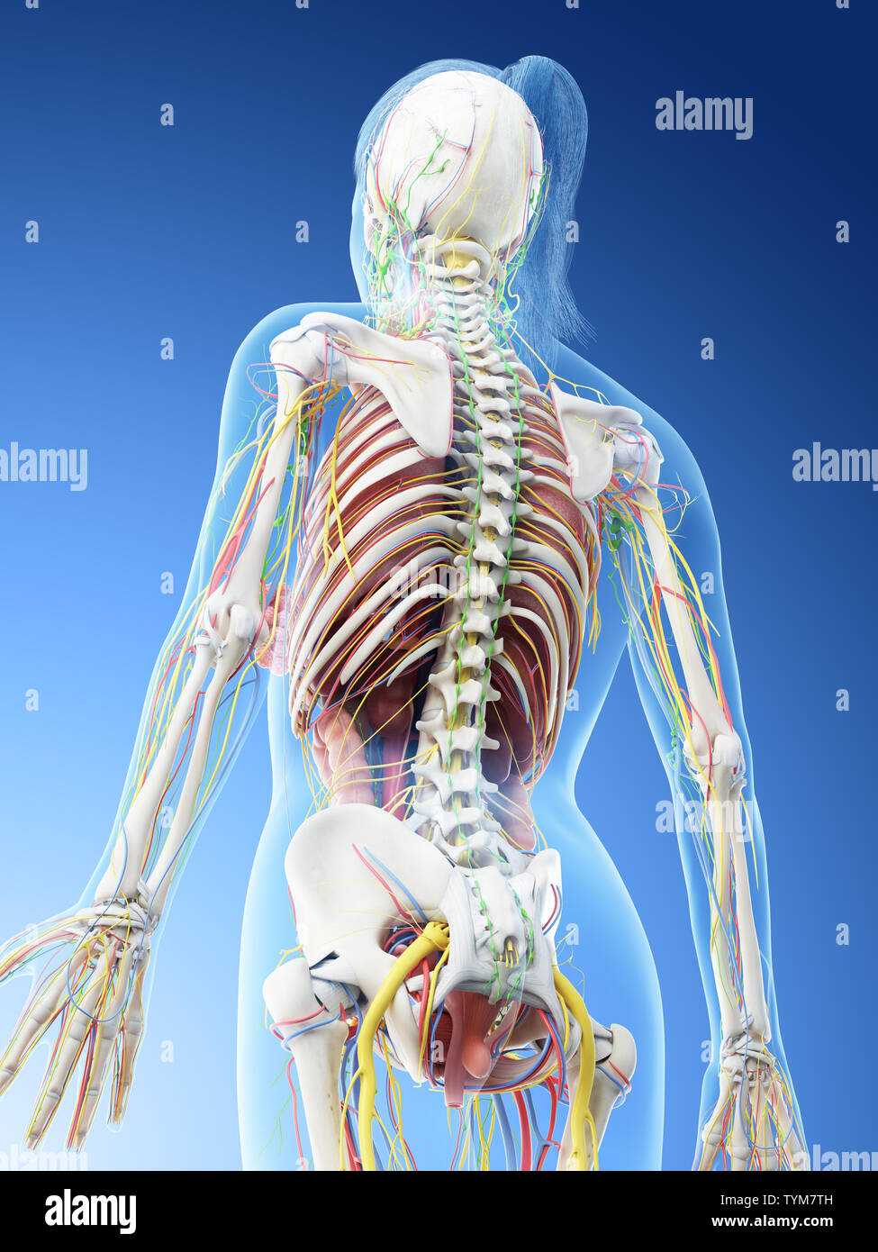 3d reso illustrazione di una anatomia femmine Foto Stock