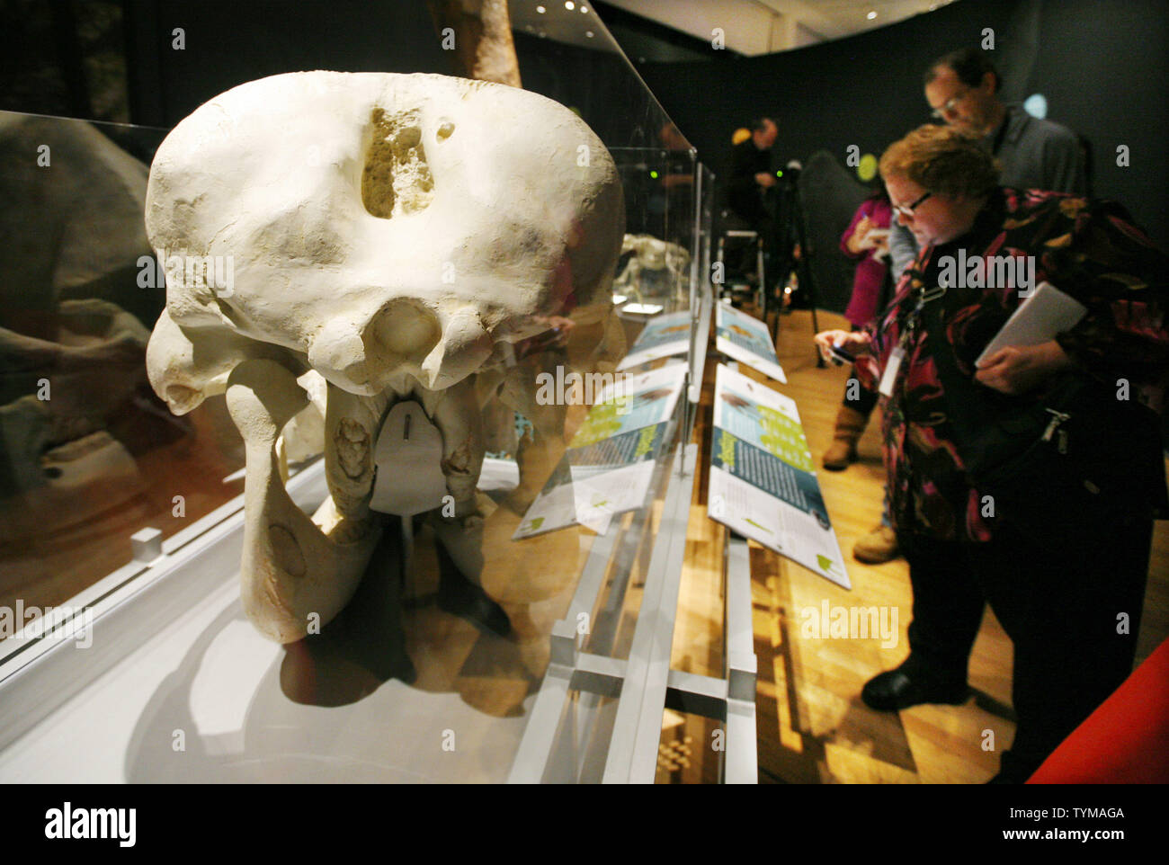 Vista persone lo scheletro di un dinosauro a 'la più grande del mondo di dinosauri' mostra al Museo Americano di Storia Naturale il 13 aprile 2011 a New York City. UPI /Monika Graff Foto Stock