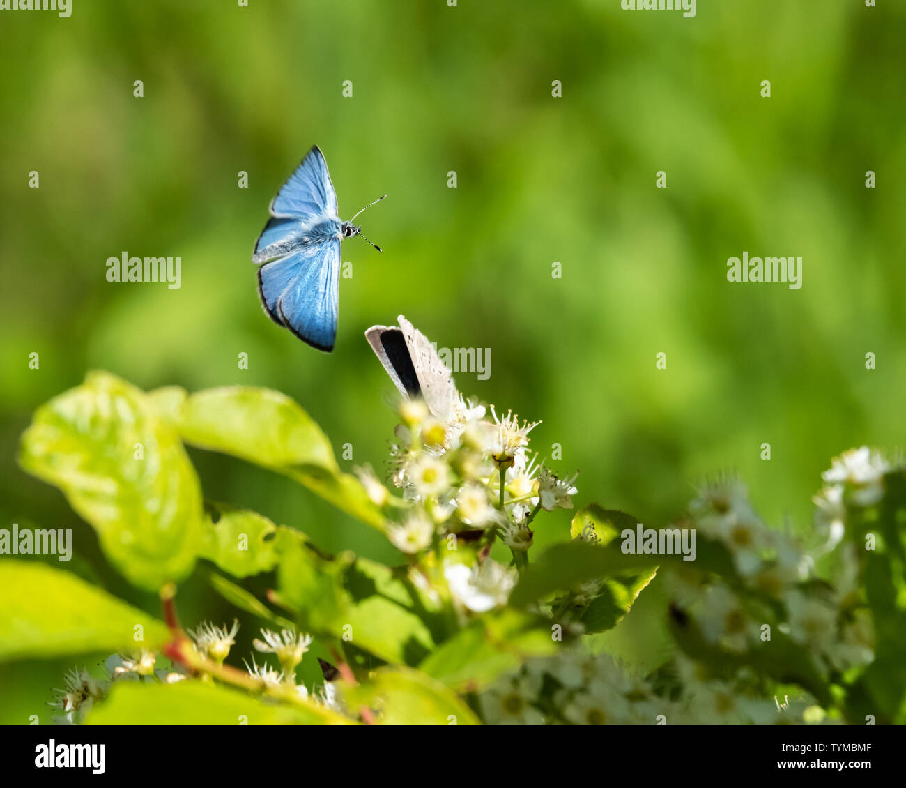 Un iridato blu argenteo moth in volo, con ala completa diffusione, oltre i grappoli di fiori e un altro moth, con copia di grandi dimensioni spazio disponibile. Foto Stock