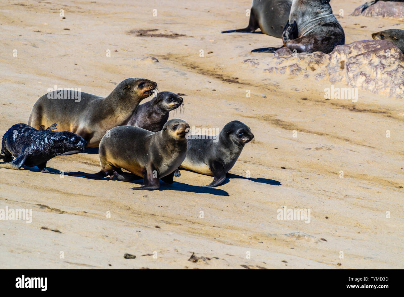 Giovani cuccioli di foca che scorrono giù un pendio di sabbia in corrispondenza di una delle più grandi colonie di Cape le foche nel mondo, Cape Cross, Skeleton Coast, Namibia Foto Stock