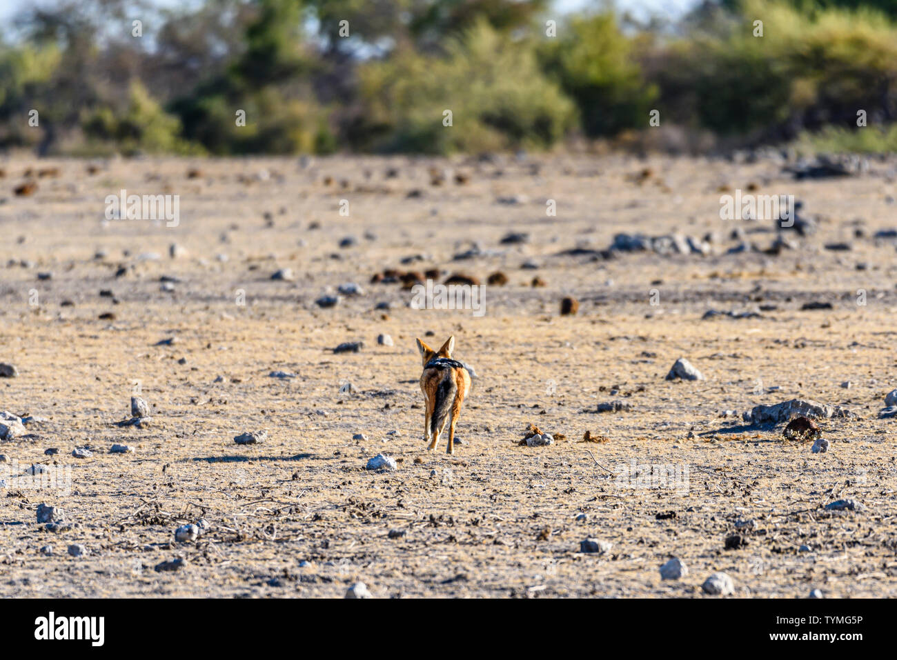 Un lone nero-backed jackal passeggiate attraverso una massa a vuoto. Il Parco Nazionale di Etosha, Namibia Foto Stock
