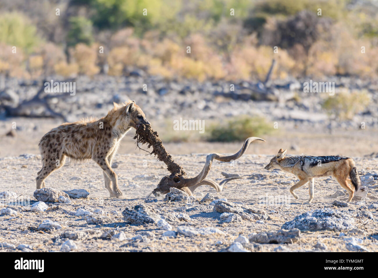 Un black-backed jackal tenta di rubare un pezzo di carne da un spotted hyena come esso trascina la colonna vertebrale, cranio e le corna di un grande maschio kudu. Etosha Nationa Foto Stock