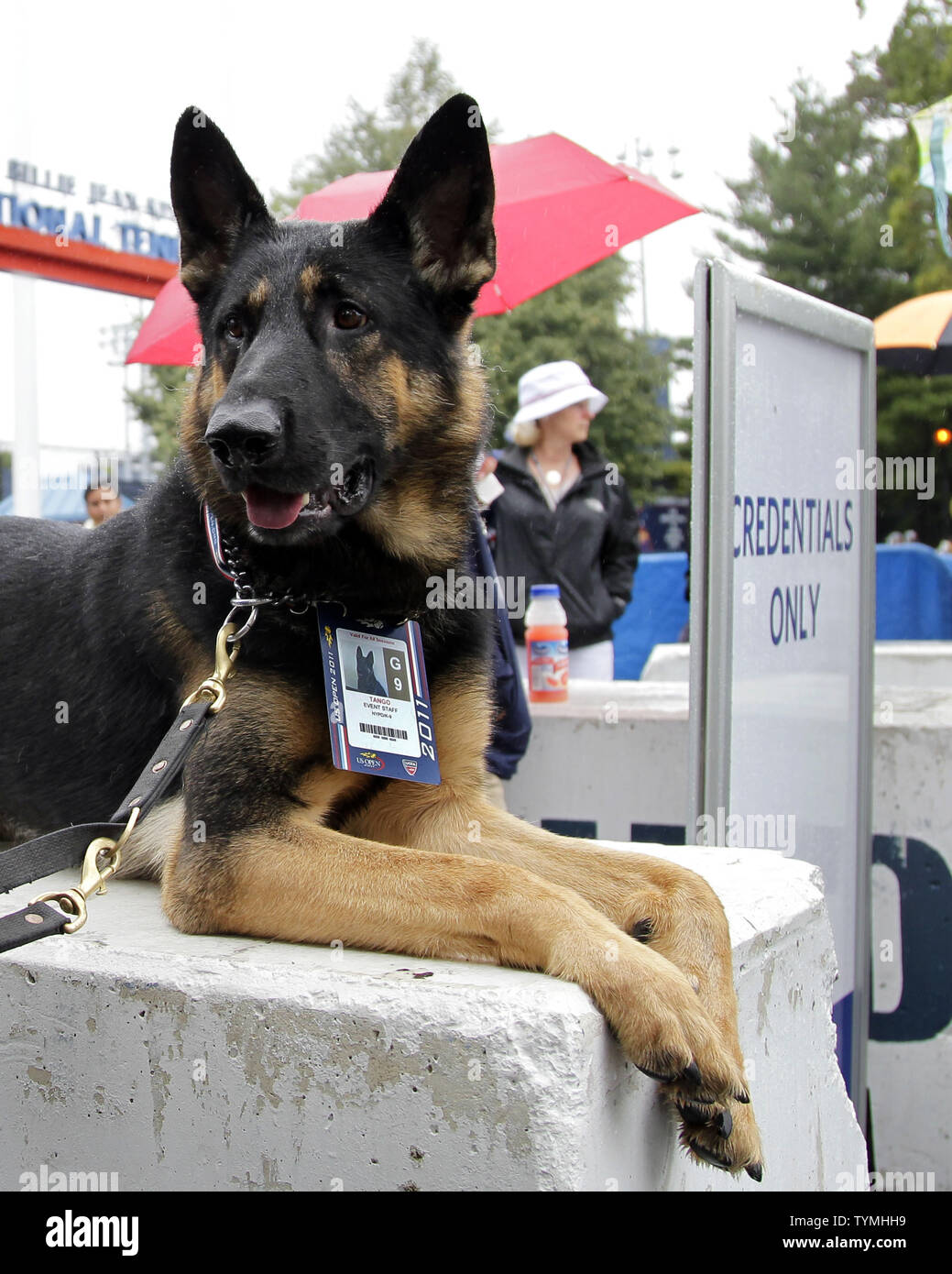 Un cane di polizia denominata Tango indossa la sua credenziali in le credenziali solo area come egli sta di guardia all'entrata presso l'U.S. Open Tennis campionati a Billie Jean King National Tennis Center a New York City il 7 settembre 2011. UPI/John Angelillo Foto Stock