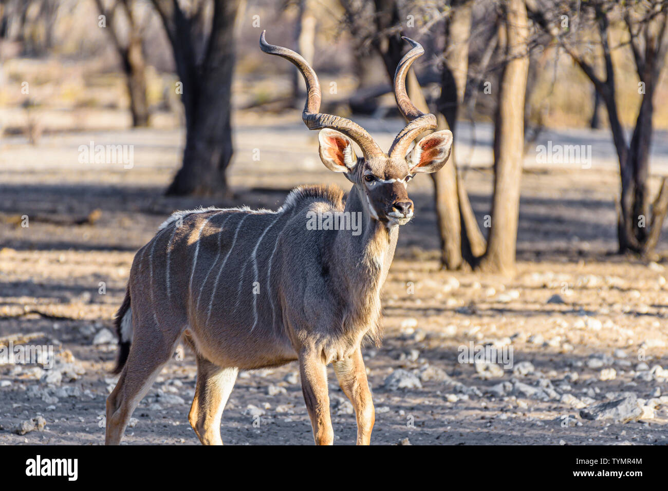 Kudu presso un'artificiale foro di acqua in una foresta della Namibia, Namibia. Foto Stock