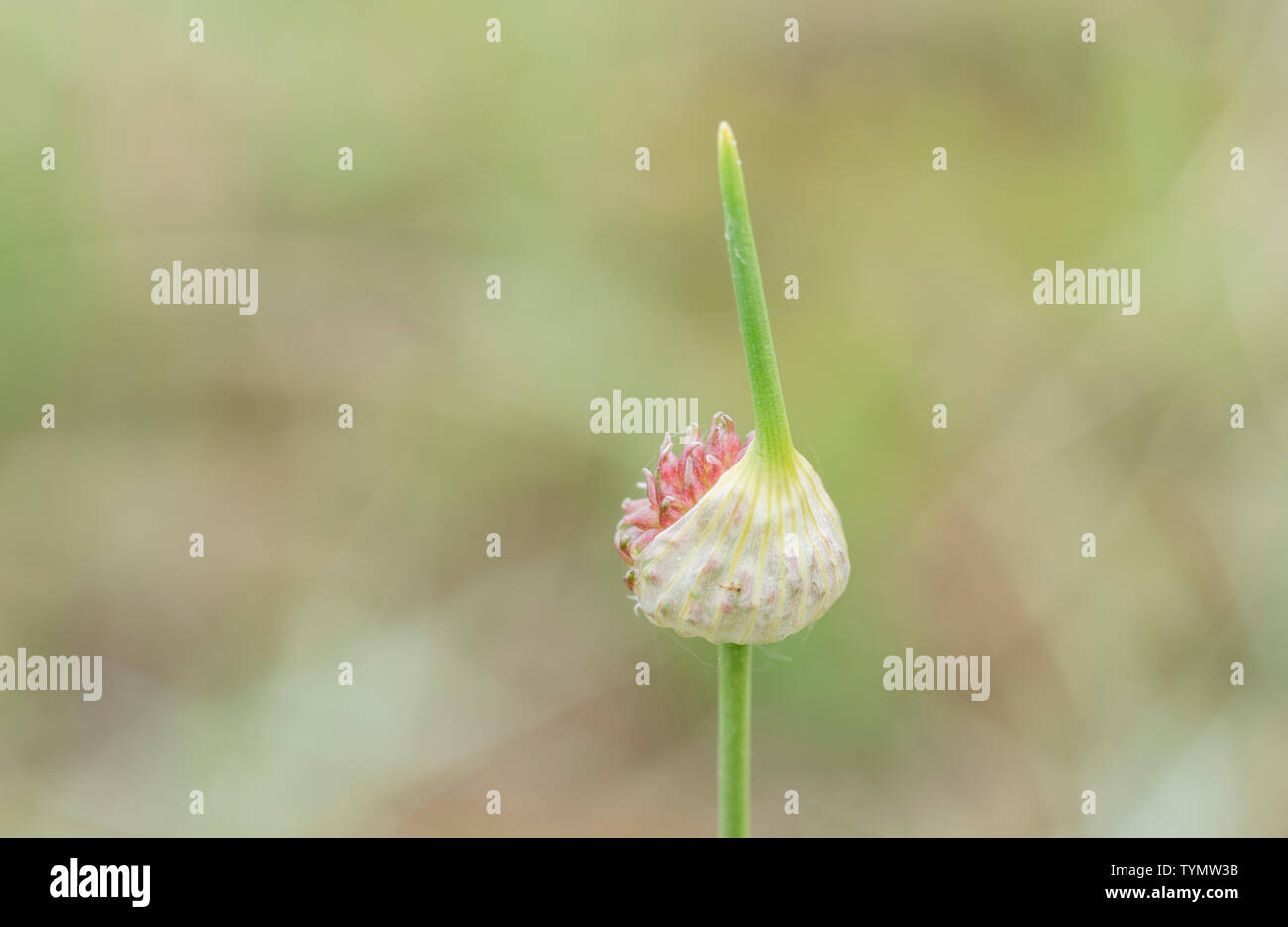 Allium sp appena entrata in fiore Foto Stock