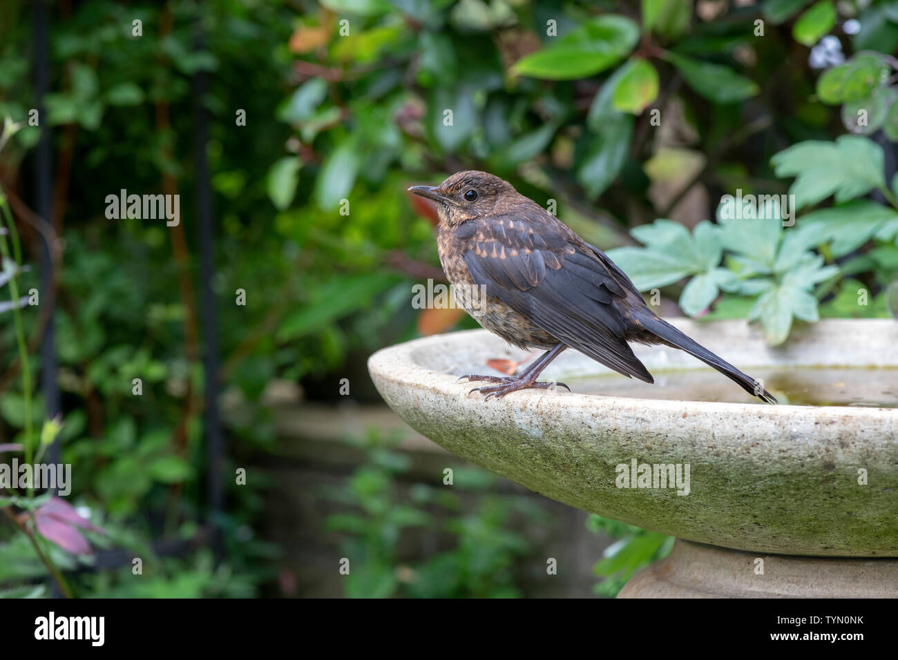 Turdus merula. I capretti merlo femmina in piedi su un bagno di uccelli in un giardino inglese Foto Stock